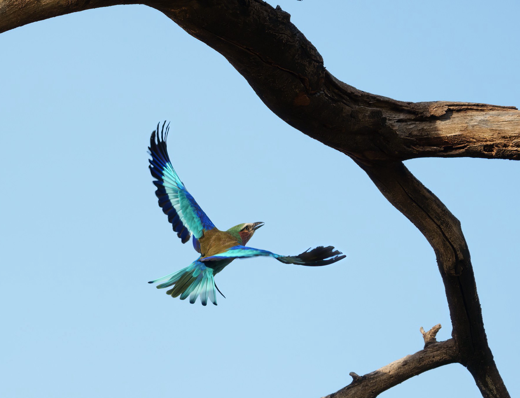 Lilac-breasted roller bird flying